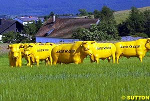 DB's yellow cows at the Nurburgring